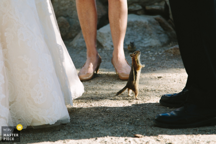 Photo by: <a href="https://www.wpja.com/contests/2019-v10/best-wedding-photographers/2542683">Leona Campbell - Denver Colorado</a> Ceremony interloper (chipmunk) during an elopement at Sapphire Point in Colorado. Outdoor Wedding Ceremony Photography.