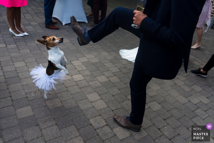 Photo by: <a href="https://www.wpja.com/contests/2019-v10/best-wedding-photographers/2543232">Philippe Swiggers - Bekkevoort </a> Dogs at weddings - Kasteel van Hoen wedding photos