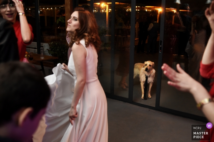 Photo by: <a href="https://www.wpja.com/contests/2019-v13/best-wedding-photographers/2550589">Robert David - Bucharest </a> Romania Reception Venue photography of a dog at the party