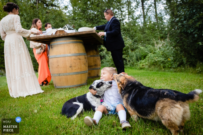 Zdjęcie: <a href="https://www.wpja.com/contests/2019-v14/best-wedding-photographers/2552311"> David Clumpner - Missoula Montana </a> Fotografia ślubna ze Stryker, Montana - Nosicielka pierścienia zostaje zaatakowana przez lizanie psów