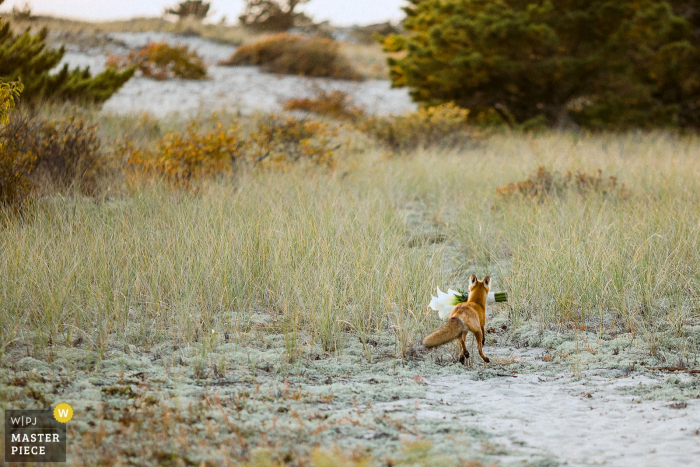 fox is stealing the bride's bouquet during the wedding at wychmere beach club	