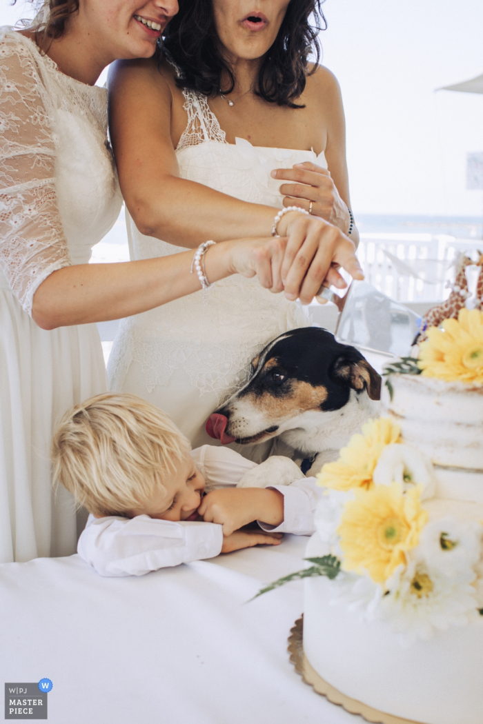 Reception Venue - a photobombing of Tonino ( the dog) during the cake