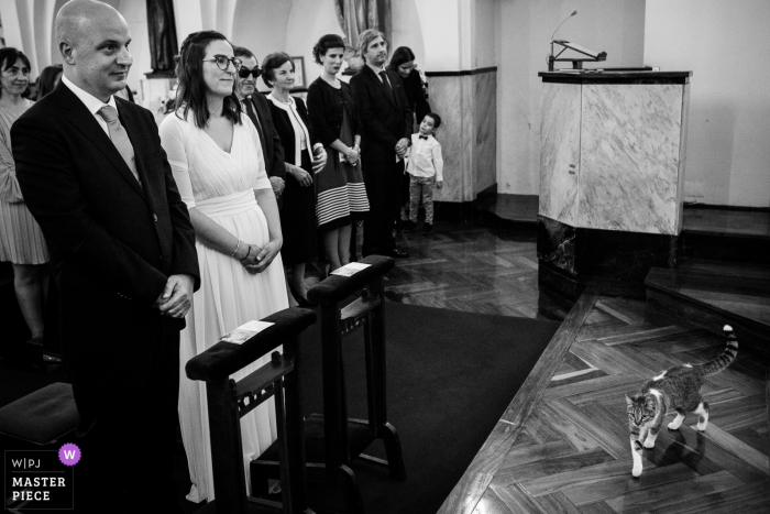 a Cat in the church ceremony Porto Portugal Ceremony Image Contains: Cat in the ceremony