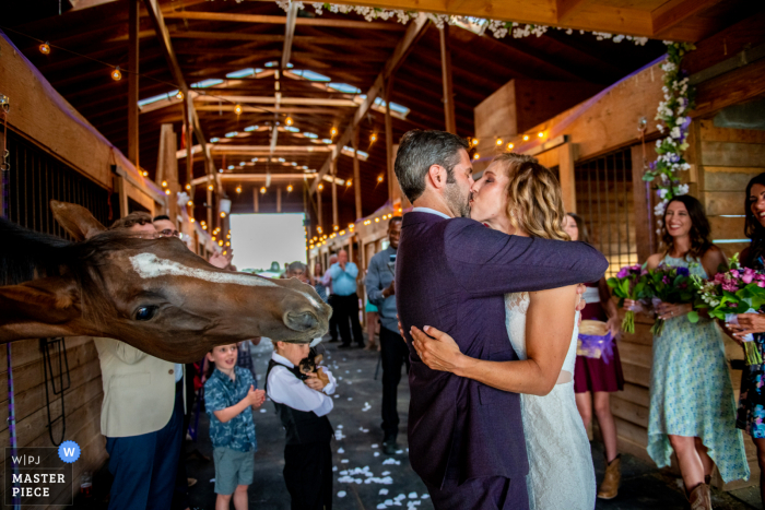 Fotografia de casamento em um pequeno celeiro em uma cerimônia de Parker Colorado de um cavalo querendo um beijo