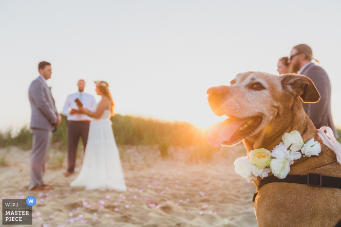 Sunset beach trouwfoto van Clark's Cove, Nantucket Island, MA van een van de 'bloemenmeisje'-pups die naar de ceremonie kijken