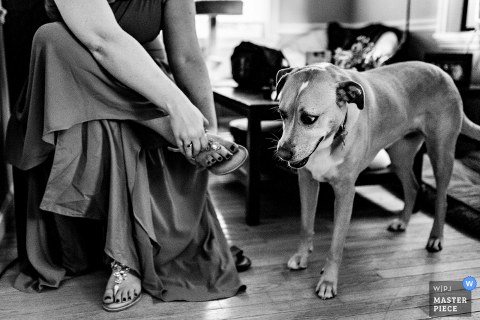 Een hond uit Brunswick, Maine, ziet hoe zijn baasje zich aankleedt voor haar trouwdag