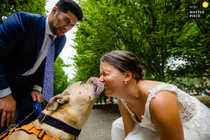 Alcuni baci di cane bagnati dopo la cerimonia del matrimonio per la sposa a Washington DC