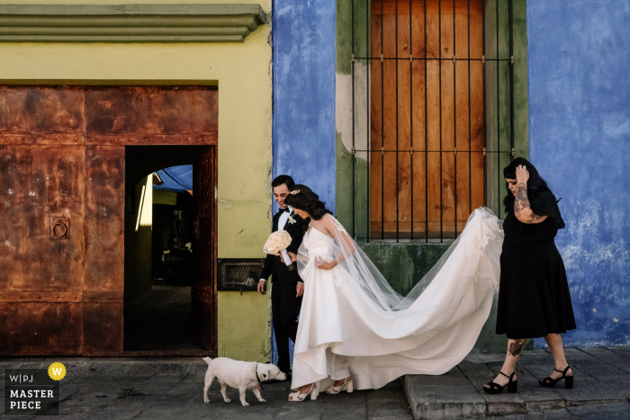 The bride is walking to the ceremony and is stopped by a dog who checks out her dress The bride is walking to the ceremony and is stopped by a dog who checks out her dress