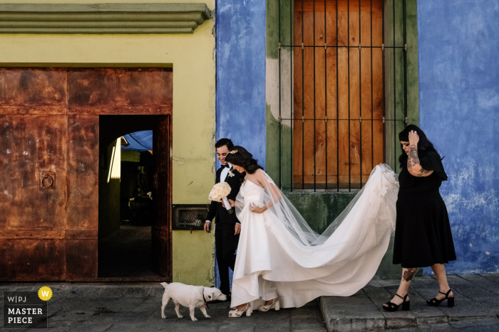 The bride is walking to the ceremony and is stopped by a dog who checks out her dress