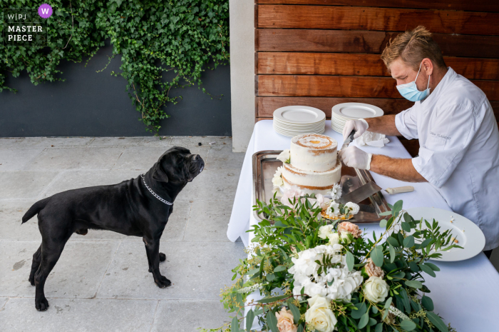 Een hond kwijlt bij het zien van de taart op de tafel van de bruiloftsbank bij een receptie in Montpellier, Frankrijk