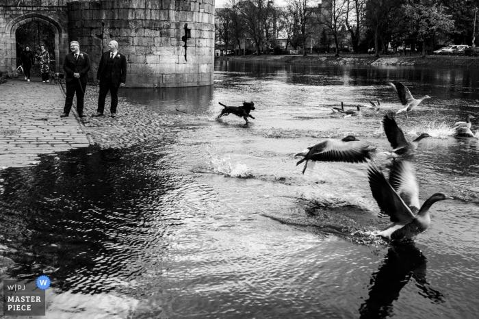 Um fotógrafo de casamento de East Riding of Yorkshire capturou esta imagem das ruas de York, no caminho para a cerimônia, quando o noivo e seu padrinho param no rio e são saudados por alguns espectadores (fora da foto) - eles sorriem, como um cachorro passando