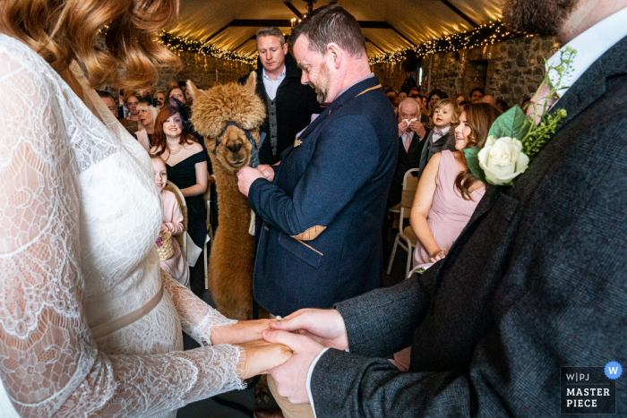 Vlaams Brabant wedding photographer travelled to take pictures in Ireland	of an Alpacca ring bearer 