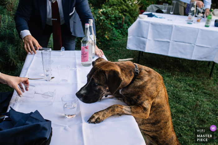 Le photographe de mariage du district de Columbia a capturé cette image d'humour à All Souls Chuch Unitarian, Washington, DC du chien du couple en train de gâcher la table chérie