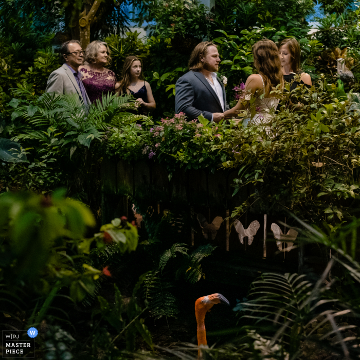 Photo by: <a href="https://www.wpja.com/contests/2020-v05/best-wedding-photographers/2606765">Michael Freas - Asheville North Carolina</a> Key West Butterfly Conservatory, Key West, Florida wedding image of the flamingos when Rhett walked into frame and was star struck by the camera