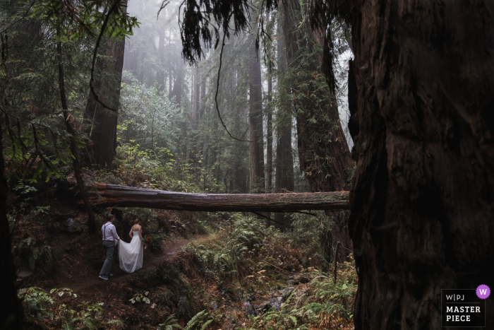 Trouwfoto van de bruidegom die helpt bij het dragen van de jurk van de bruid terwijl ze over een modderig pad lopen midden in een spectaculair sequoiabos in Marin County CA