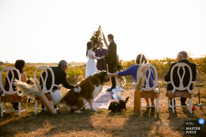 Photo by: <a href="https://www.wpja.com/contests/2020-v05/best-wedding-photographers/2609921">Alex Paul - Boston Massachusetts</a> Massachusetts wedding photo from a Chatham MA private estate showing dogs during the ceremony