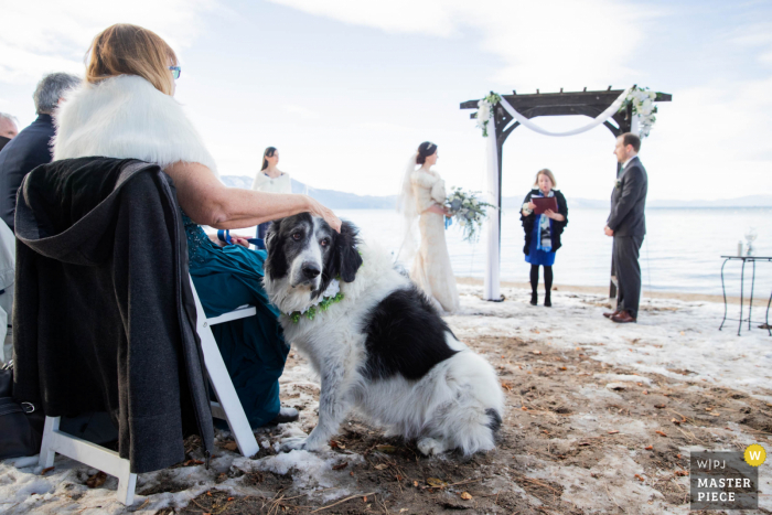 Foto di matrimonio sul lago Tahoe di un cane seduto pazientemente durante la cerimonia in questo ritiro sulla spiaggia