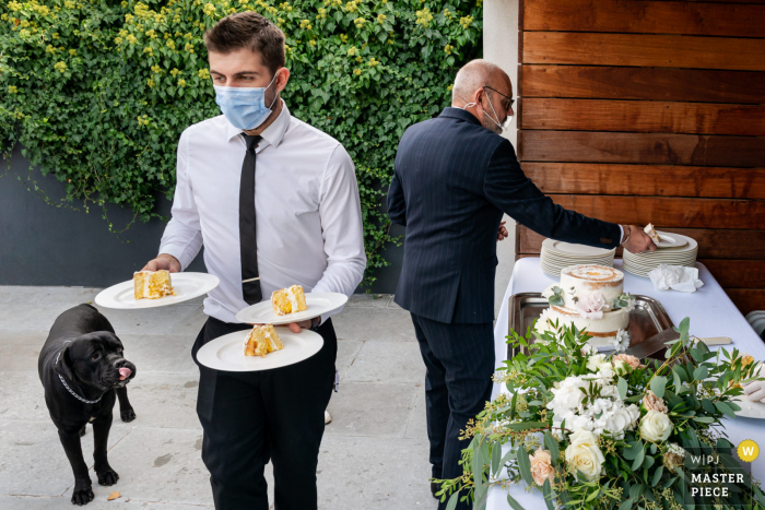 Montpellier, France wedding photo showing the patient Dog is waiting a piece of cake Montpellier, France wedding photo showing the patient Dog is waiting a piece of cake