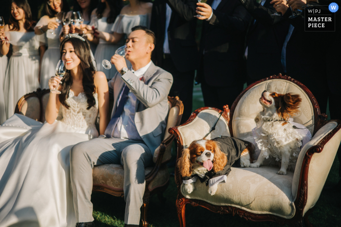 Um fotógrafo de casamento renomado de Jiangsu em Suzhou tirou esta foto dos cães na cerimônia de casamento do hotel