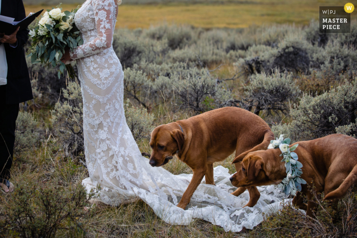 Big Sky, Montana marriage ceremony award-winning image showing dogs on dress during outdoor vow exchange Big Sky, Montana marriage ceremony award-winning image showing dogs on dress during outdoor vow exchange - from the world's best wedding photography competitions presented by the WPJA