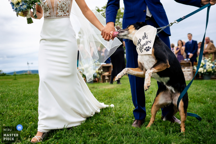 A top wedding photojournalist from Vermont created this image at the Tourterelle in New Haven showing The bride and grooms dog sharing a moment with the couple while recessing from the ceremony