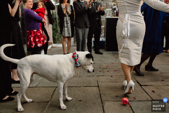 Best NYC documentary wedding picture created as the dog tries to join the hora dance