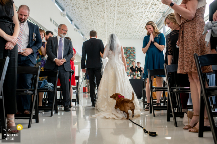 Beste Hochzeitsfotografie aus der Madison Public Library in Wisconsin aus einem niedrigen Winkel, die den Hund eines Paares zeigt, der während der Rezession auf das Hochzeitskleid der Braut springt