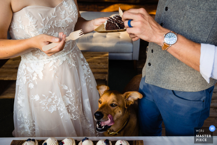 Ein Hochzeitsfotograf in Condon, Montana, erstellte dieses Bild eines Hundes, der sich während der Tortenzeremonie die Lippen leckte