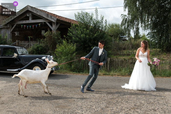 A Nouvelle-Aquitaine wedding photographer captured the unique scene of a bride and groom struggling to pull a stubborn goat on a rope through the streets Bussière Poitevine contest award winning documentary wedding photography in Nouvelle-Aquitaine, France showing Bride and groom with their goat on a rope leader leash