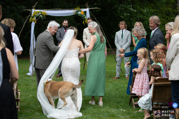 Joyful Chaos at Camp Caribou: Dog Tangles Bride's Veil Mid Aisle Chaos and love intertwine as the bride's dog runs across her dress and yanks the veil as she comes down the aisle at Camp Caribou, Winslow, Maine.