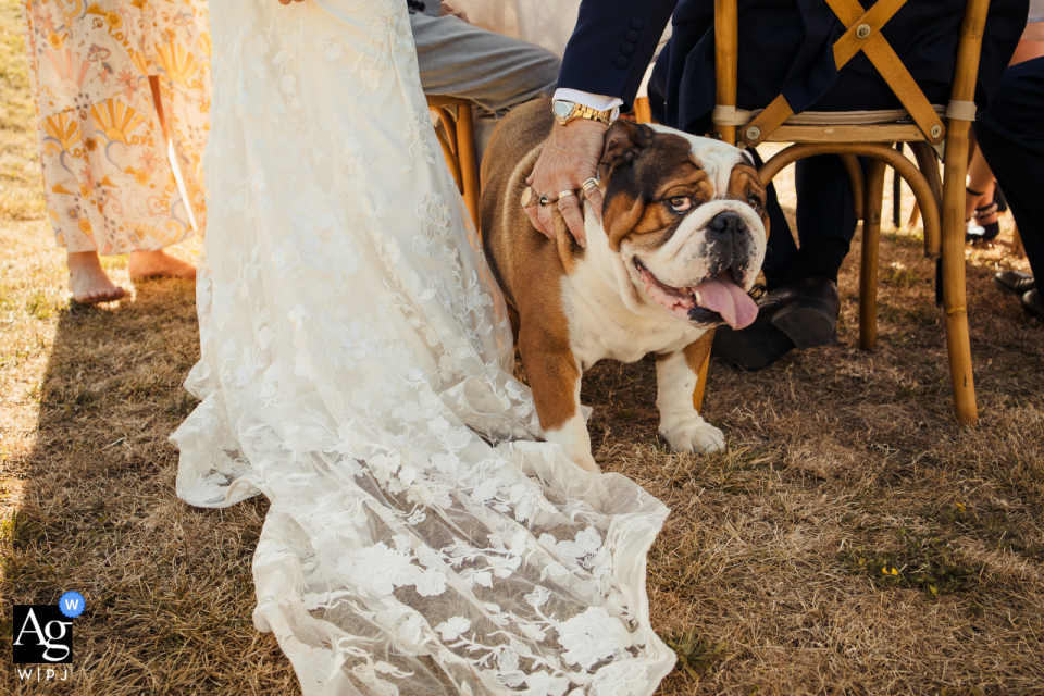 Photo by: <a href="https://www.wpja.com/photos/artistic-wedding-photographers/2645070">Isabelle Bazin - Goutz World's most artistic and best wedding photography from Lagarde Fieumarcon, The Castelnau, Gers, France showing the dress, the dog and the gold rings