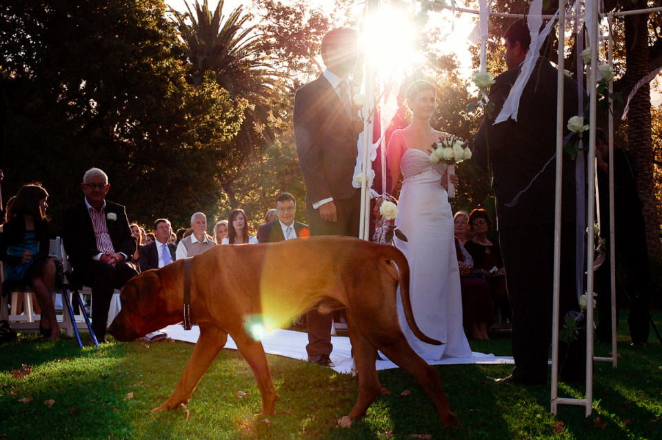 Buitenver Wachting outdoor wedding ceremony photography showing the afternoon sun at the altar with the bride and groom Buitenver Wachting outdoor wedding image in the afternoon sun with a dog walking past the altar by the bride and groom