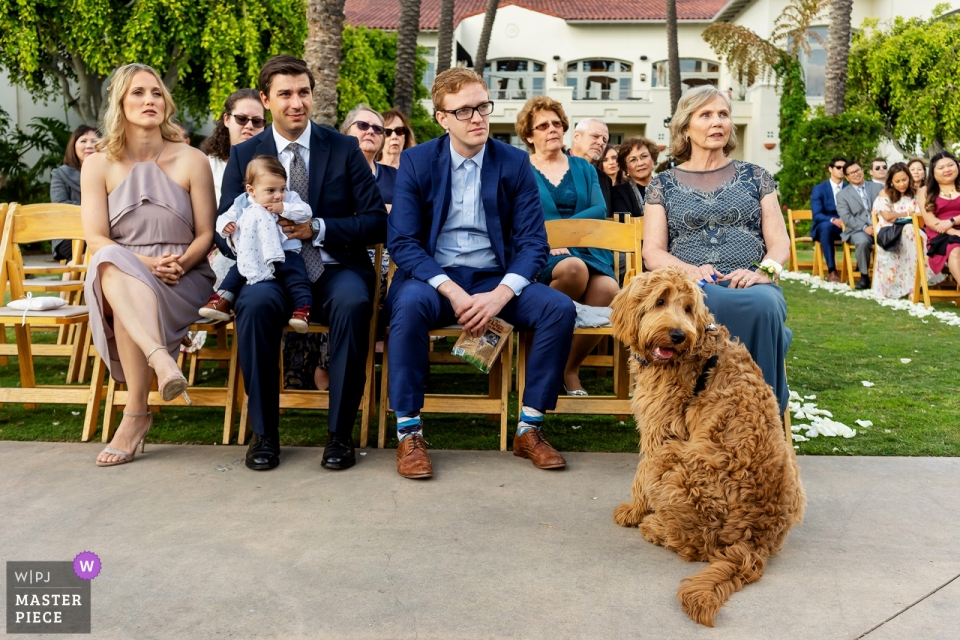 Photo by: <a href="https://www.wpja.com/contests/2019-v04/best-wedding-photographers/2471406">Shaun Baker - San Diego California</a> Park Hyatt Aviara Carlsbad, California wedding photograph of The bride and grooms dog watching them get married.