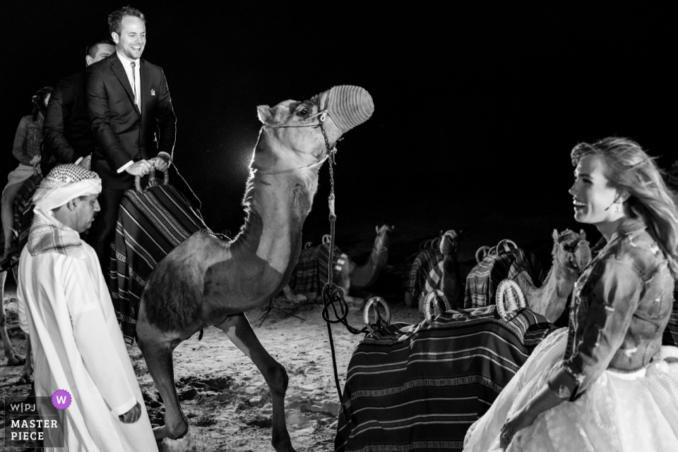 Recurso do deserto de Al Maha Dubai Fotografia da chegada do noivo no camelo para a cerimónia de casamento do deserto